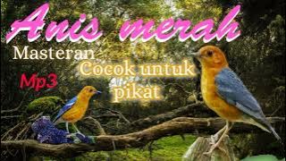 paling dicari,suara Burung Anis merah,pikat ampuh, suara jernih MP3.