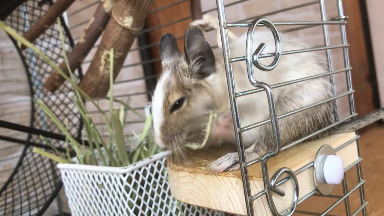 チモシーを食べるデグー Youtube