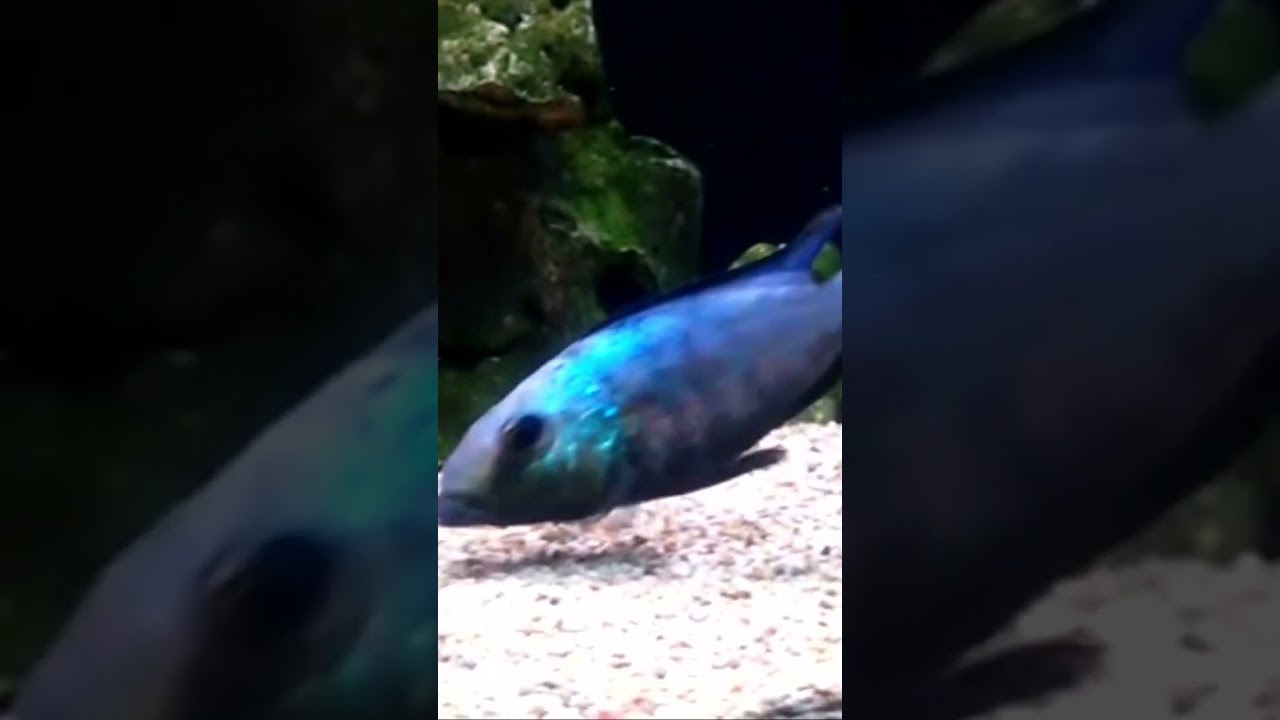 Fossorochromis rostratus