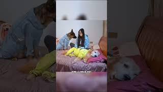 Hóa ra tính ghen tỵ của chó Golden là mạnh như vậy #shorts #windreview