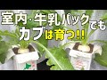 室内＆牛乳パックでカブの栽培できる　/  How to grow turnips with paper cartons .