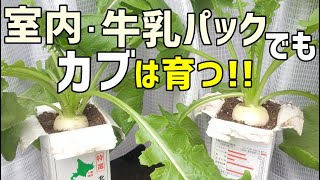 室内＆牛乳パックでカブの栽培できる　/  How to grow turnips with paper cartons .