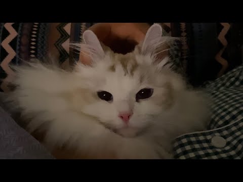 엄마... 고양이 싫다면서요.....(feat.토끼)