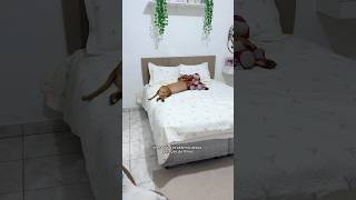 AI AI ESSA GERAÇÃO… #pitbull #cachorros #pets #humor #animais #rotinapet