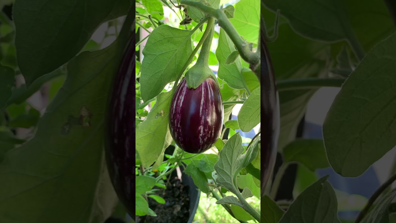 Indian vegetable garden in USA| Vankayalu | Eggplants 