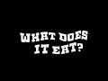 What does it eat trailer