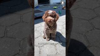 Lagotto Romagnolo  Italy's Rare Canine Gem!