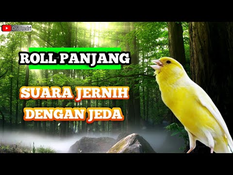kenari || TOP MASTERING MURAI BATU