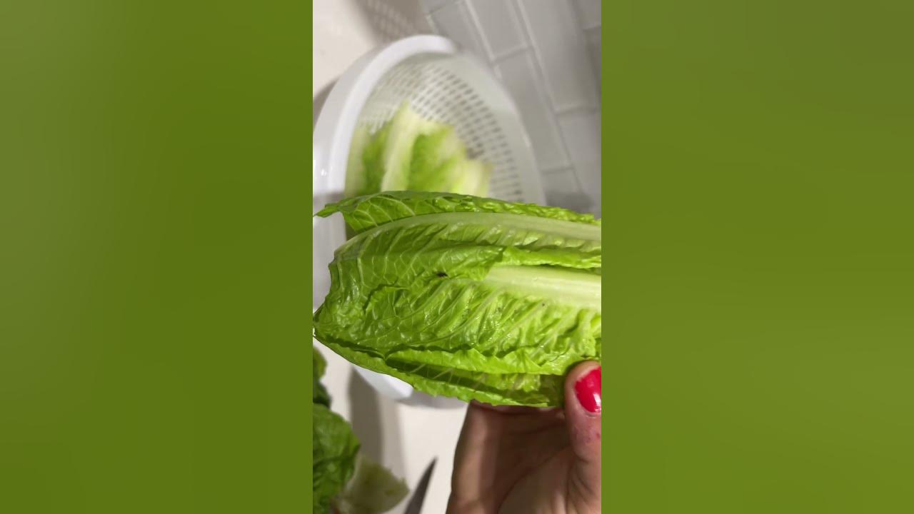 What Are The Green Bugs On My Lettuce