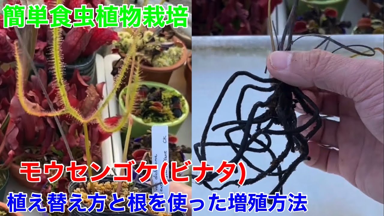 モウセンゴケ“ビナタ”の植え替えと根を使った増殖方法”根伏せ“のやり方！