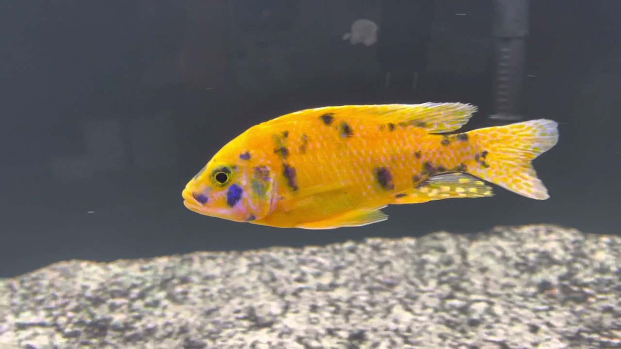 Showcase: Canary Yellow OB from Snake River Cichlids