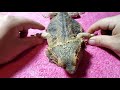 Neglected Dying Bearded Dragon RESCUE Day 16 | PHYSICAL THERAPY CONTINUES