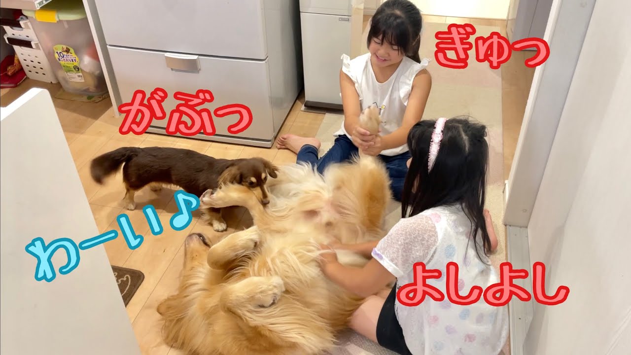 女子3人にイジられるのが嬉しくて ヘソ天で喜びを表現する大型犬がこちらです ゴールデンレトリバーのクッキーとミニチュアダックスフンドの子犬ショコラとの幸せな日常 Youtube 女子3人にイジられるのが嬉しくて ヘソ天で喜びを表現する大型犬がこちらです ゴールデンレトリバーのクッキーとミニチュアダックスフンドの子犬ショコラとの幸せな日常 Youtube