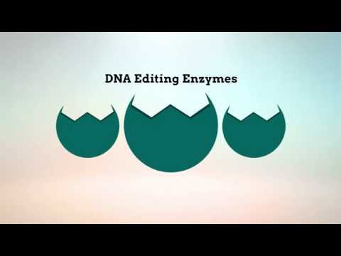 Videó: A DNS Replikációs Stressz Az APOBEC3 Család Mutagenezist Közvetíti Emlőrákban