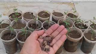 كيف تزرع شجر السنط من بذور القرض  في المنزل  Growing acacia tree at home