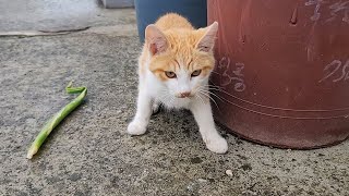 The kitten, who had been on the run, approached me as if asking for help. by 매탈남 110,363 views 3 weeks ago 16 minutes