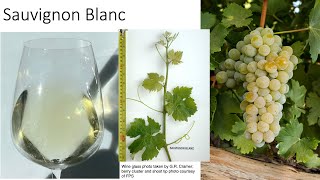 Grape Variety #14: Sauvignon Blanc Grape Variety 9 Pinot Blanc