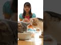 ペルシャ子猫😺のミルク大冒険!🐾喫茶店☕でのほのぼのモキュメンタリー