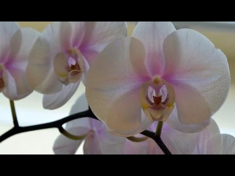 فيديو: ماذا تعني زهرة الأوركيد
