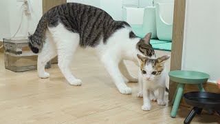 The Rescued Kitten Got Really Surprised by the Big Cat's Active Behavior │ Episode.41