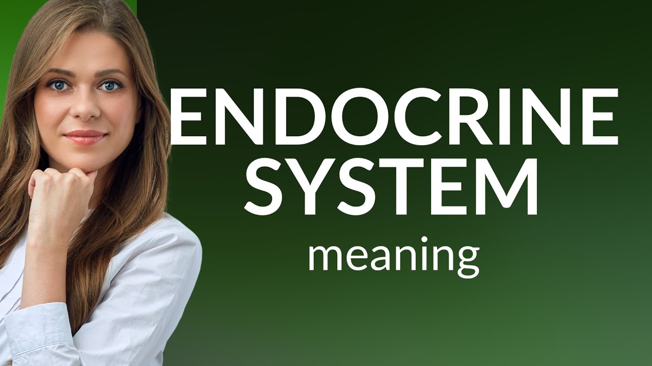 Understanding the Endocrine System A Guide for English Learners YouTube