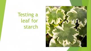 Testing a leaf for starch for IGCSE Biology mp4