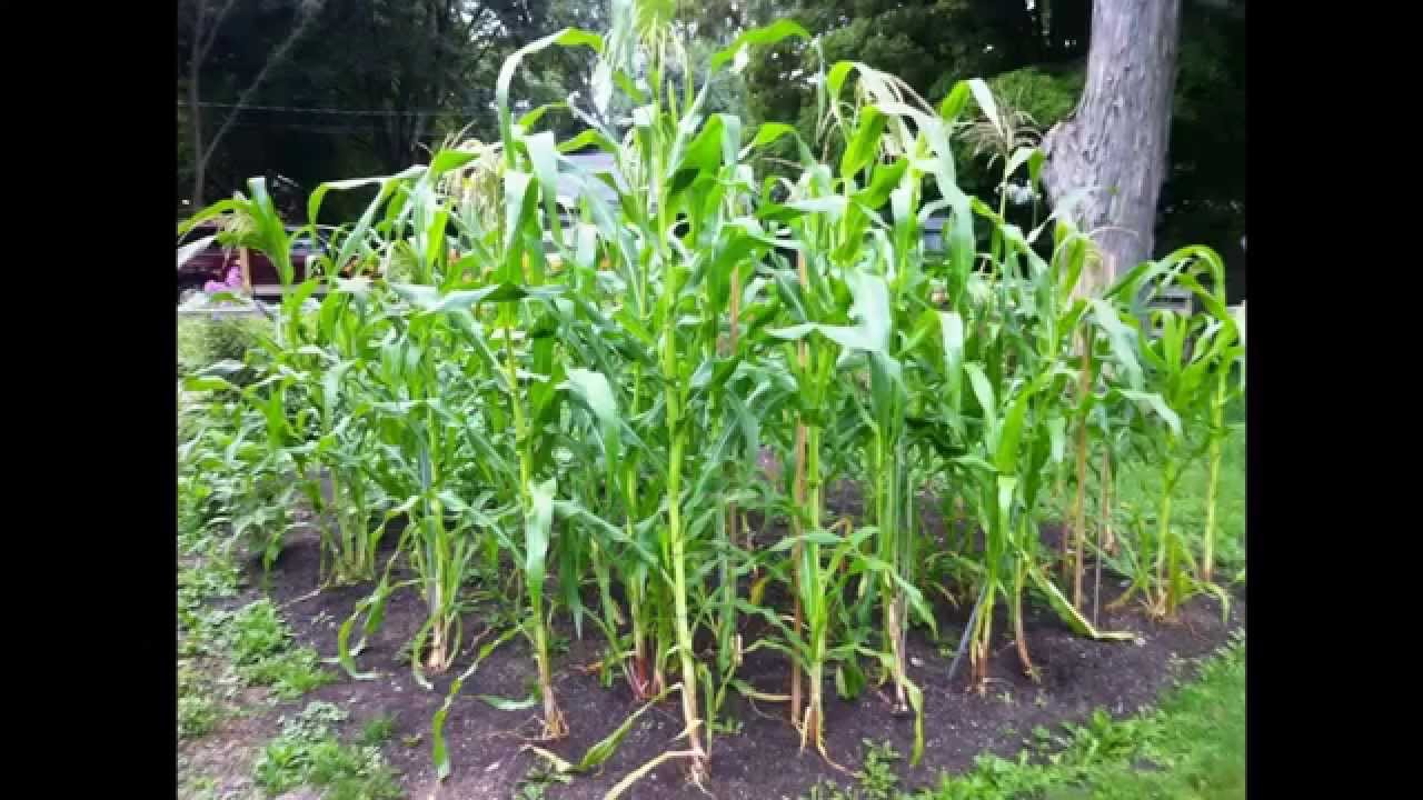 Growing Sweet Corn Dave S 2013 Garden Youtube