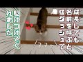 【保護猫】ママが帰宅して名前を呼ぶと猛ダッシュしてくる甘えん坊な子猫が可愛すぎるｗ