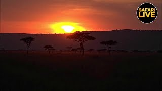 safariLIVE - Sunset Safari - February 28, 2019