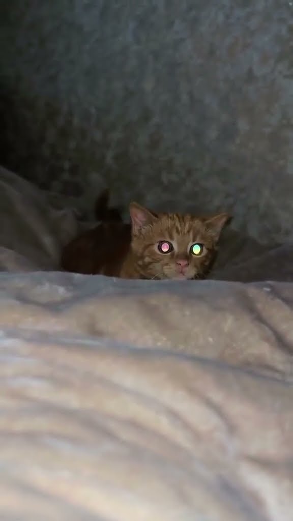 Bébé chaton très mignon ♥️ ♥️ ♥️