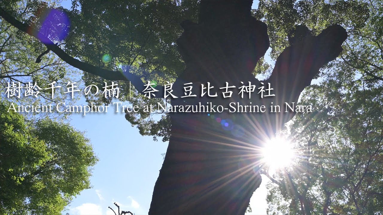 The Ancient Camphor Tree at Narazuhikojinja-Shrine in Nara, Japan