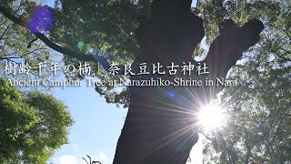 樹齢千年の御神木『楠の巨木』｜奈良豆比古神社：The Ancient Camphor Tree at Narazuhikojinja-Shrine in Nara, Japan｜Nara City