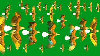 Eagles Flying Green Screen Blue Screen Black Screen HD Eagles Video