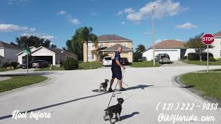 5 Month Old Mini Schnauzers "Stella" and "Wilson" | Orlando Dog Trainer |Central Florida Dog Trainer