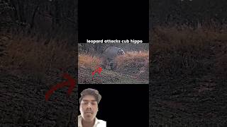 #leopard #animals #youtube #respect #shorts #trending #video #tiger 🐅🐅#attitude #help
