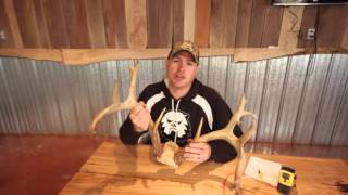 How To Score Deer: Measuring Length of Tines How To Score A Whitetail