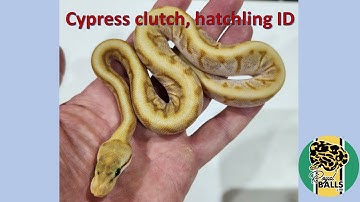 Breeding Ball Pythons; Cypress ID. Warning, contains Spider!