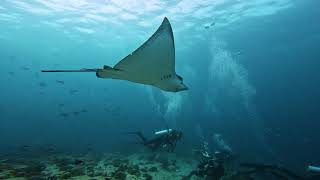 Gopro 11 4K Maldives snorkling & diving 2023