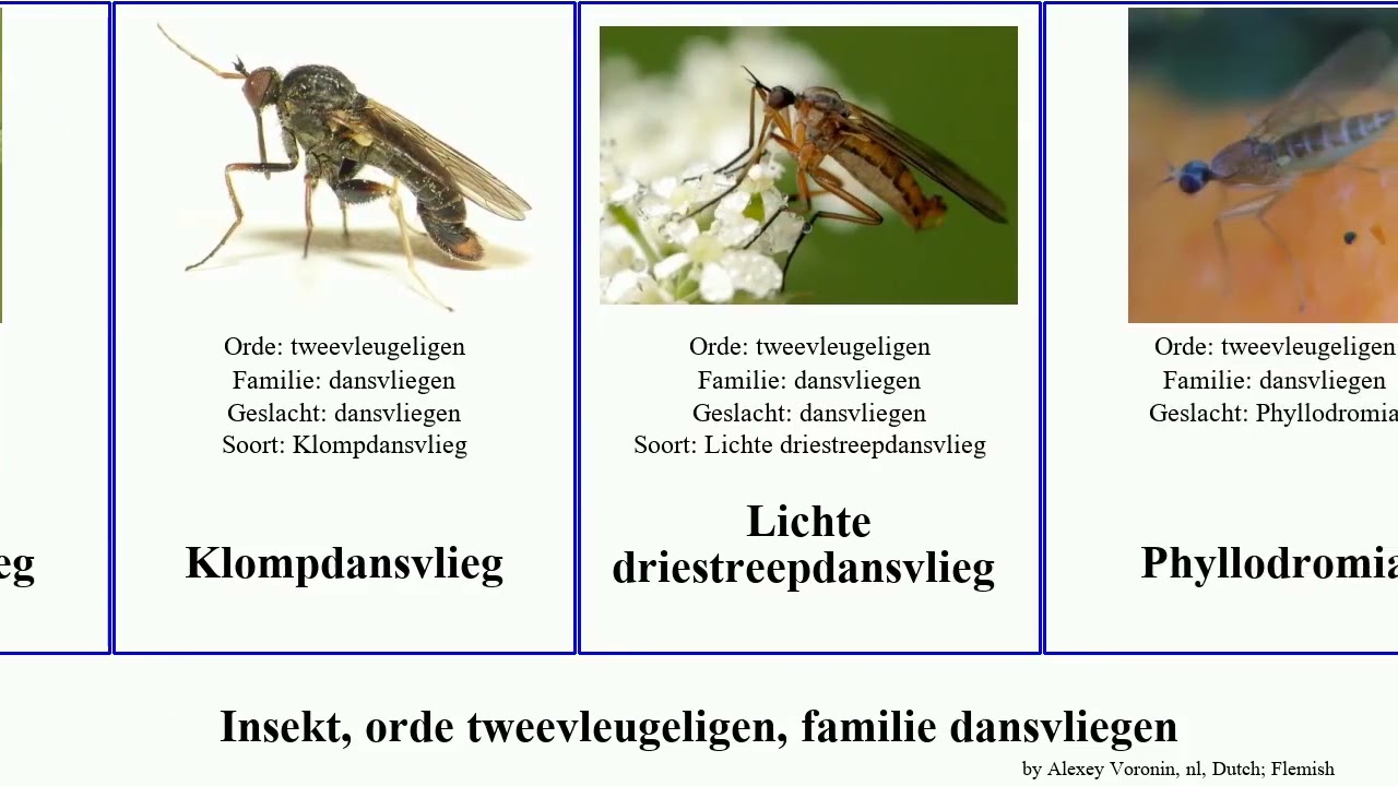 Insekt, orde tweevleugeligen, familie dansvliegen insect Empis Gallagher suhi Jesse Ragas Diptera