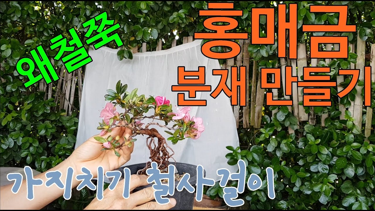 분재만들기 왜철쭉(홍매금) 가지치기 철사걸이로 분재를 만듭니다.