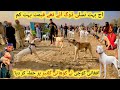 Top class dogs  market in pakistan latest update 7012024  pk animals