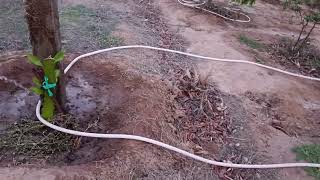 TYTANFARM TRỒNG THÍ ĐIỂM CÂY THANH LONG...