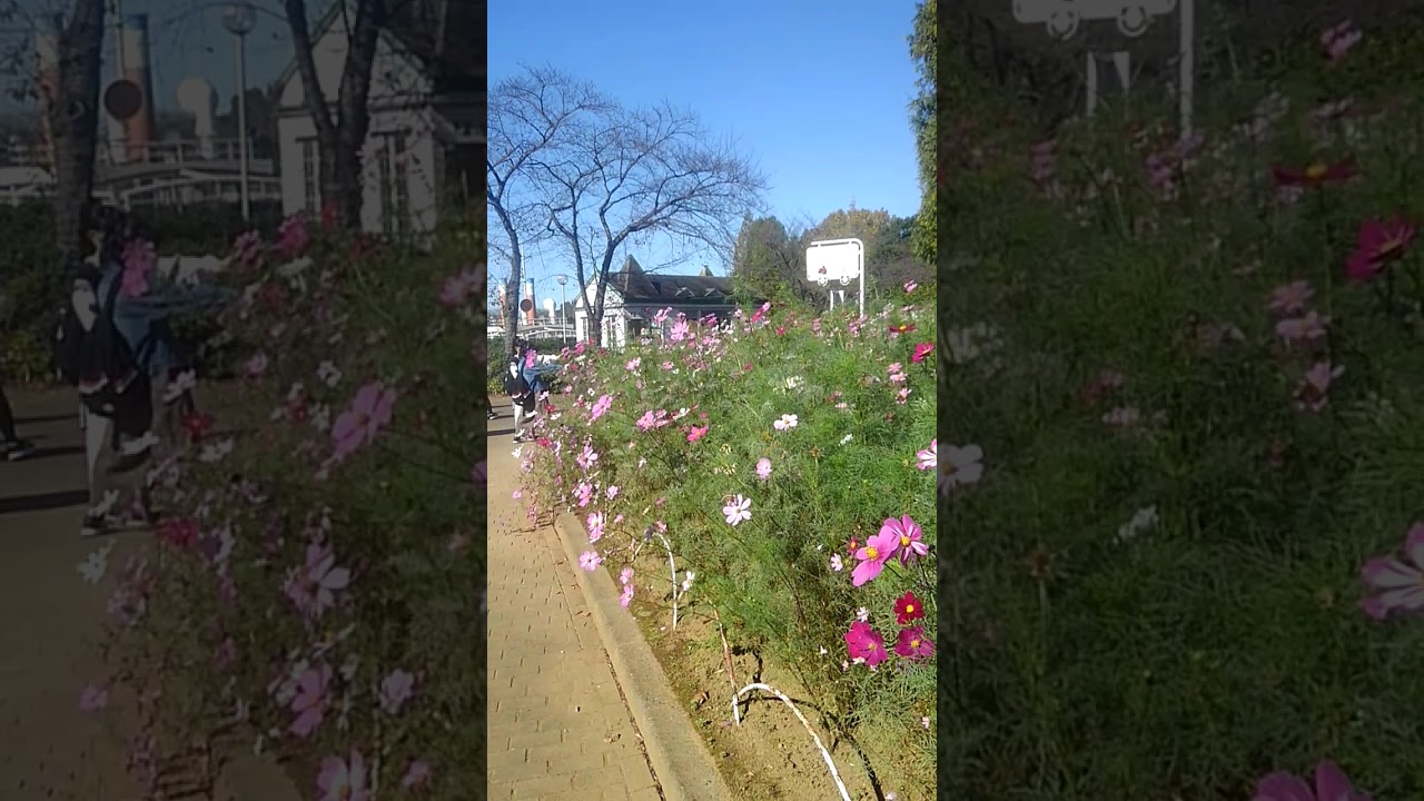 cosmos in the field∥world watching tv