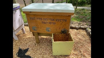 Easy First Swarm Capture & Moving Into a Layen