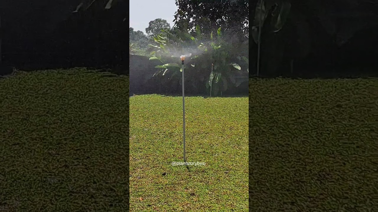 Pearl Grass | Plant Story | Plants & Pots | Wholesale& Retail | Kochi | Vytilla