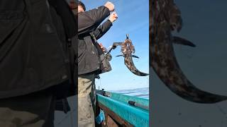 Lingcod On A Dinglebar  #lingcod #fishing #oregon #saltwater #fish #commercial #pnw #pacificocean