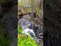 ⛰️ Лесной водопад | Медитация 4K#природа #nature #звукиприроды