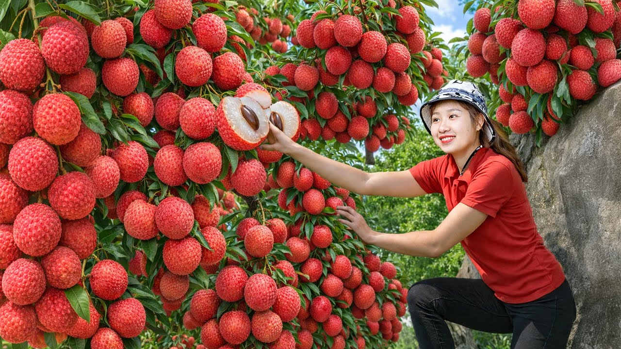 FULL VIDEO : Harvest Many Giant Wild Lychee Cluster, Go to Sell | Hà Rural Life Ethnic Minority