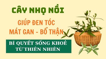 Cây Nhọ Nồi: Dùng Đúng Cách Giúp Đen Tóc, Mát Gan, Bổ Thận – Bí Quyết Sống Khỏe Từ Thiên Nhiên