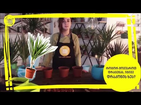 ვიდეო: პრობლემები დრაცენას მცენარეებთან: როგორ მოვაგვაროთ დრაცენას მცენარეების გავრცელებული პრობლემები